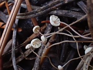  ( - HAY-F-003429)  @11 [ ] by-nc (2023) Sadie Hickey Fungal Diversity Survey