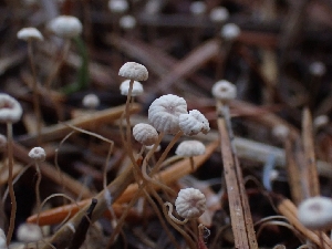  ( - HAY-F-003429)  @11 [ ] by-nc (2023) Sadie Hickey Fungal Diversity Survey