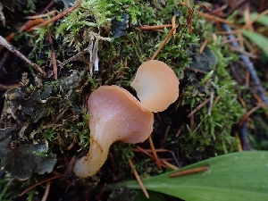  ( - HAY-F-003433)  @11 [ ] by-nc (2023) Sadie Hickey Fungal Diversity Survey