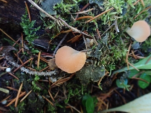  ( - HAY-F-003433)  @11 [ ] by-nc (2023) Sadie Hickey Fungal Diversity Survey