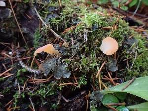  ( - HAY-F-003433)  @11 [ ] by-nc (2023) Sadie Hickey Fungal Diversity Survey