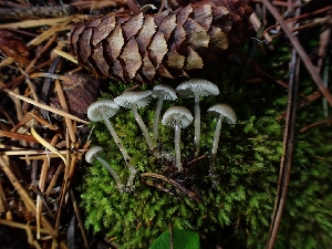  ( - HAY-F-003436)  @11 [ ] by-nc (2023) Sadie Hickey Fungal Diversity Survey