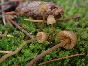  ( - HAY-F-003434)  @11 [ ] by-nc (2023) Sadie Hickey Fungal Diversity Survey