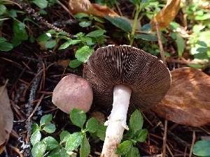  ( - HAY-F-003437)  @11 [ ] by-nc (2023) Sadie Hickey Fungal Diversity Survey