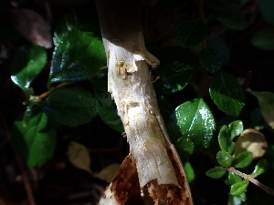  ( - HAY-F-003437)  @11 [ ] by-nc (2023) Sadie Hickey Fungal Diversity Survey
