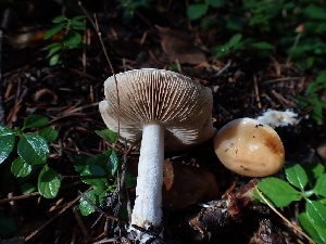  ( - HAY-F-003438)  @11 [ ] by-nc (2023) Sadie Hickey Fungal Diversity Survey