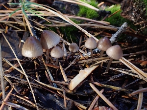  ( - HAY-F-003440)  @11 [ ] by-nc (2023) Sadie Hickey Fungal Diversity Survey