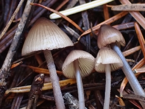  ( - HAY-F-003440)  @11 [ ] by-nc (2023) Sadie Hickey Fungal Diversity Survey