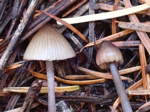  ( - HAY-F-003440)  @11 [ ] by-nc (2023) Sadie Hickey Fungal Diversity Survey