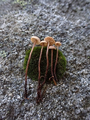  (Mycetinis applanatipes - HAY-F-003446)  @11 [ ] by-nc (2023) Sadie Hickey Fungal Diversity Survey