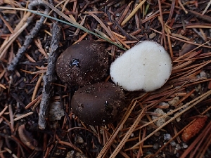  (Rhizopogon brunneiniger - HAY-F-003447)  @11 [ ] by-nc (2023) Sadie Hickey Fungal Diversity Survey