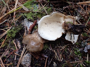  ( - HAY-F-003448)  @11 [ ] by-nc (2023) Sadie Hickey Fungal Diversity Survey