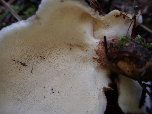  ( - HAY-F-003448)  @11 [ ] by-nc (2023) Sadie Hickey Fungal Diversity Survey