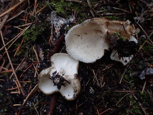  ( - HAY-F-003448)  @11 [ ] by-nc (2023) Sadie Hickey Fungal Diversity Survey