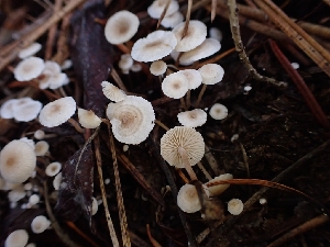  ( - HAY-F-003450)  @11 [ ] by-nc (2023) Sadie Hickey Fungal Diversity Survey