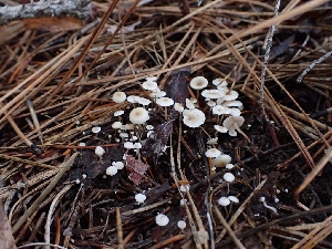  ( - HAY-F-003450)  @11 [ ] by-nc (2023) Sadie Hickey Fungal Diversity Survey