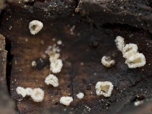  ( - HAY-F-005251)  @11 [ ] by-nc (2023) Stu Pickell Fungal Diversity Survey