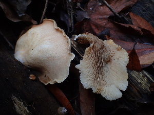  ( - HAY-F-007025)  @11 [ ] by-nc (2023) Dean Lyons Fungal Diversity Survey