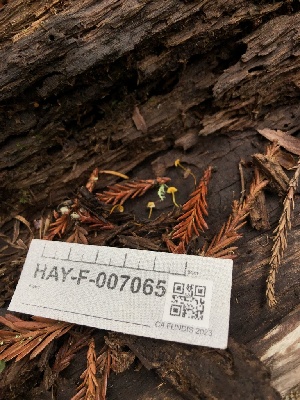  ( - HAY-F-007065)  @11 [ ] by-nc (2023) Dean Lyons Fungal Diversity Survey