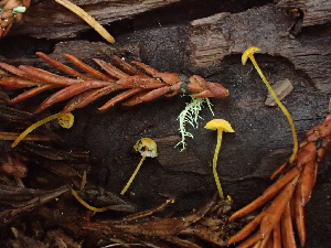  ( - HAY-F-007065)  @11 [ ] by-nc (2023) Dean Lyons Fungal Diversity Survey