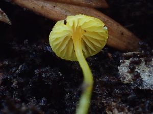  ( - HAY-F-007065)  @11 [ ] by-nc (2023) Dean Lyons Fungal Diversity Survey