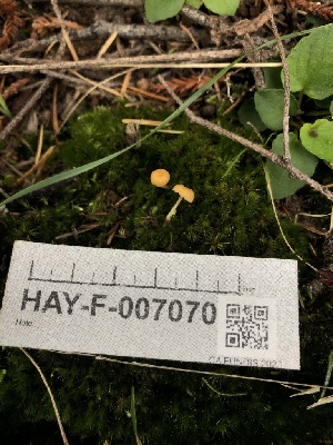  ( - HAY-F-007070)  @11 [ ] by-nc (2023) Dean Lyons Fungal Diversity Survey