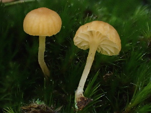  ( - HAY-F-007070)  @11 [ ] by-nc (2023) Dean Lyons Fungal Diversity Survey