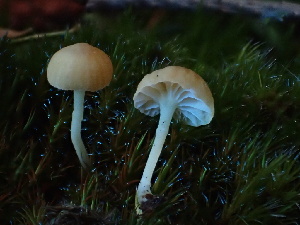  ( - HAY-F-007070)  @11 [ ] by-nc (2023) Dean Lyons Fungal Diversity Survey