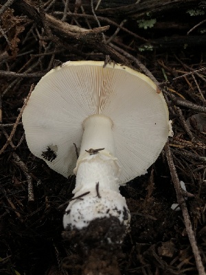  ( - HAY-F-007086)  @11 [ ] by-nc (2023) Dean Lyons Fungal Diversity Survey