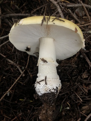  ( - HAY-F-007086)  @11 [ ] by-nc (2023) Dean Lyons Fungal Diversity Survey