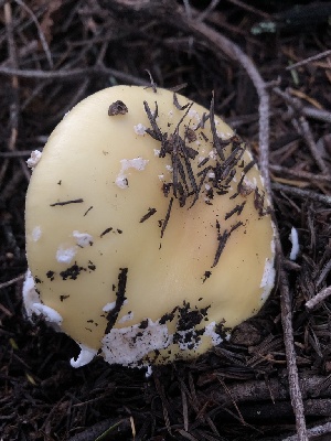  ( - HAY-F-007086)  @11 [ ] by-nc (2023) Dean Lyons Fungal Diversity Survey