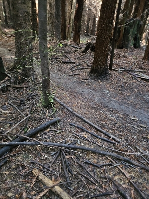  ( - HAY-F-006332)  @11 [ ] by (2023) Mandy Hackney Fungal Diversity Survey