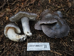  ( - HAY-F-006311)  @11 [ ] by (2023) Mandy Hackney Fungal Diversity Survey