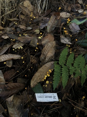  ( - HAY-F-007023)  @11 [ ] by-nc (2023) Dean Lyons Fungal Diversity Survey
