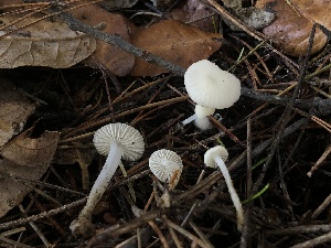  ( - HAY-F-007084)  @11 [ ] by-nc (2023) Dean Lyons Fungal Diversity Survey