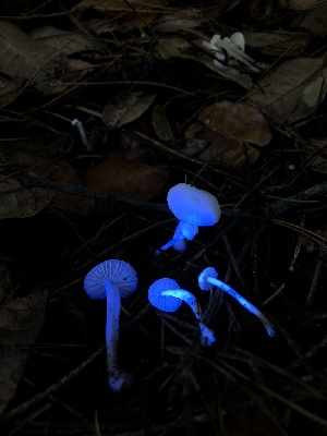  ( - HAY-F-007084)  @11 [ ] by-nc (2023) Dean Lyons Fungal Diversity Survey