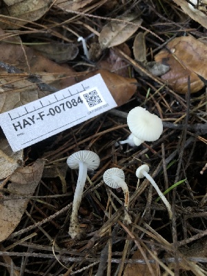  ( - HAY-F-007084)  @11 [ ] by-nc (2023) Dean Lyons Fungal Diversity Survey