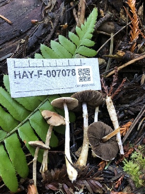  ( - HAY-F-007078)  @11 [ ] by-nc (2023) Dean Lyons Fungal Diversity Survey