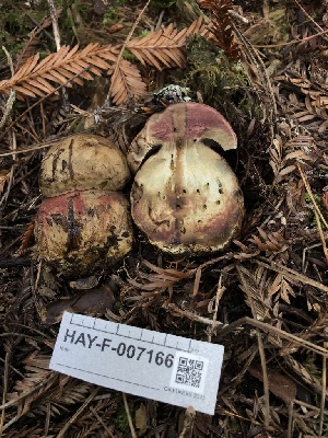  ( - HAY-F-007166)  @11 [ ] by-nc (2023) Dean Lyons Fungal Diversity Survey