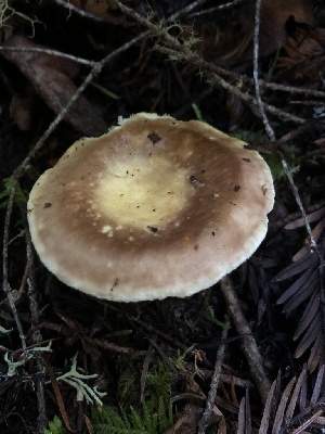  (Russula sierrensis - HAY-F-007164)  @11 [ ] by-nc (2023) Dean Lyons Fungal Diversity Survey