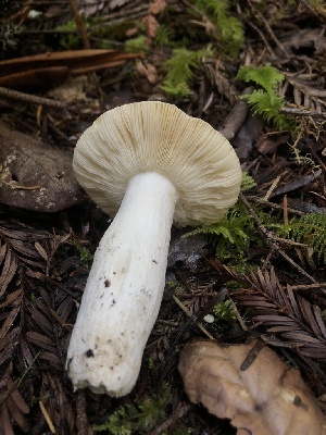  ( - HAY-F-007164)  @11 [ ] by-nc (2023) Dean Lyons Fungal Diversity Survey