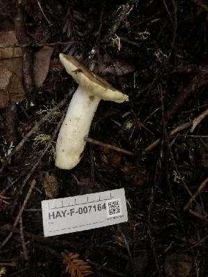  ( - HAY-F-007164)  @11 [ ] by-nc (2023) Dean Lyons Fungal Diversity Survey