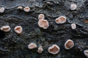  ( - HAY-F-007288)  @11 [ ] by-nc (2023) Taye Bright Fungal Diversity Survey