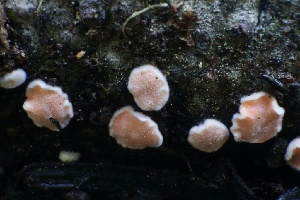  ( - HAY-F-007288)  @11 [ ] by-nc (2023) Taye Bright Fungal Diversity Survey