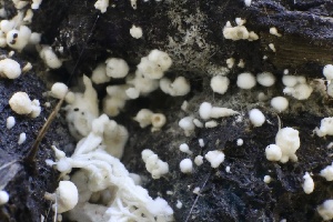 ( - HAY-F-007289)  @11 [ ] by-nc (2023) Taye Bright Fungal Diversity Survey