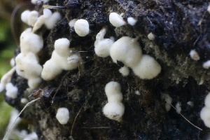  ( - HAY-F-007289)  @11 [ ] by-nc (2023) Taye Bright Fungal Diversity Survey