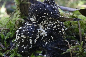  (Amphichorda - HAY-F-007289)  @11 [ ] by-nc (2023) Taye Bright Fungal Diversity Survey