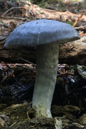  ( - HAY-F-007291)  @11 [ ] by-nc (2023) Taye Bright Fungal Diversity Survey