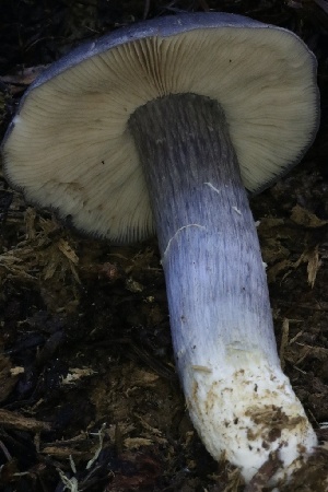  ( - HAY-F-007291)  @11 [ ] by-nc (2023) Taye Bright Fungal Diversity Survey