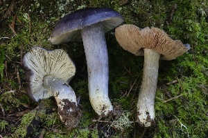  (Entoloma medianox - HAY-F-007291)  @11 [ ] by-nc (2023) Taye Bright Fungal Diversity Survey